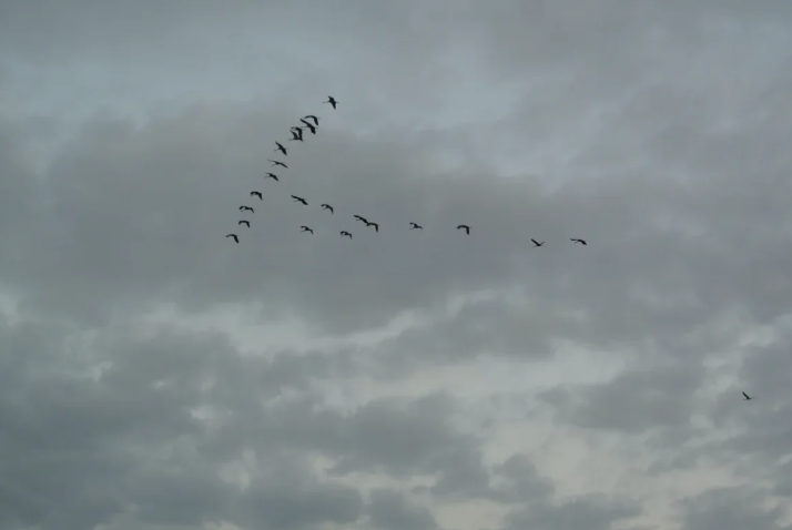 Birds flying over Klausdorf