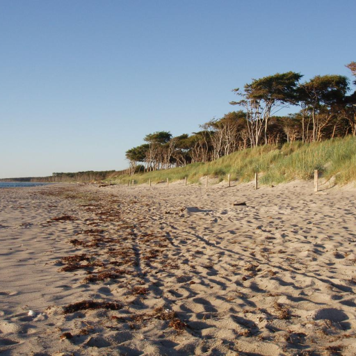 Beach and dunes on Darß