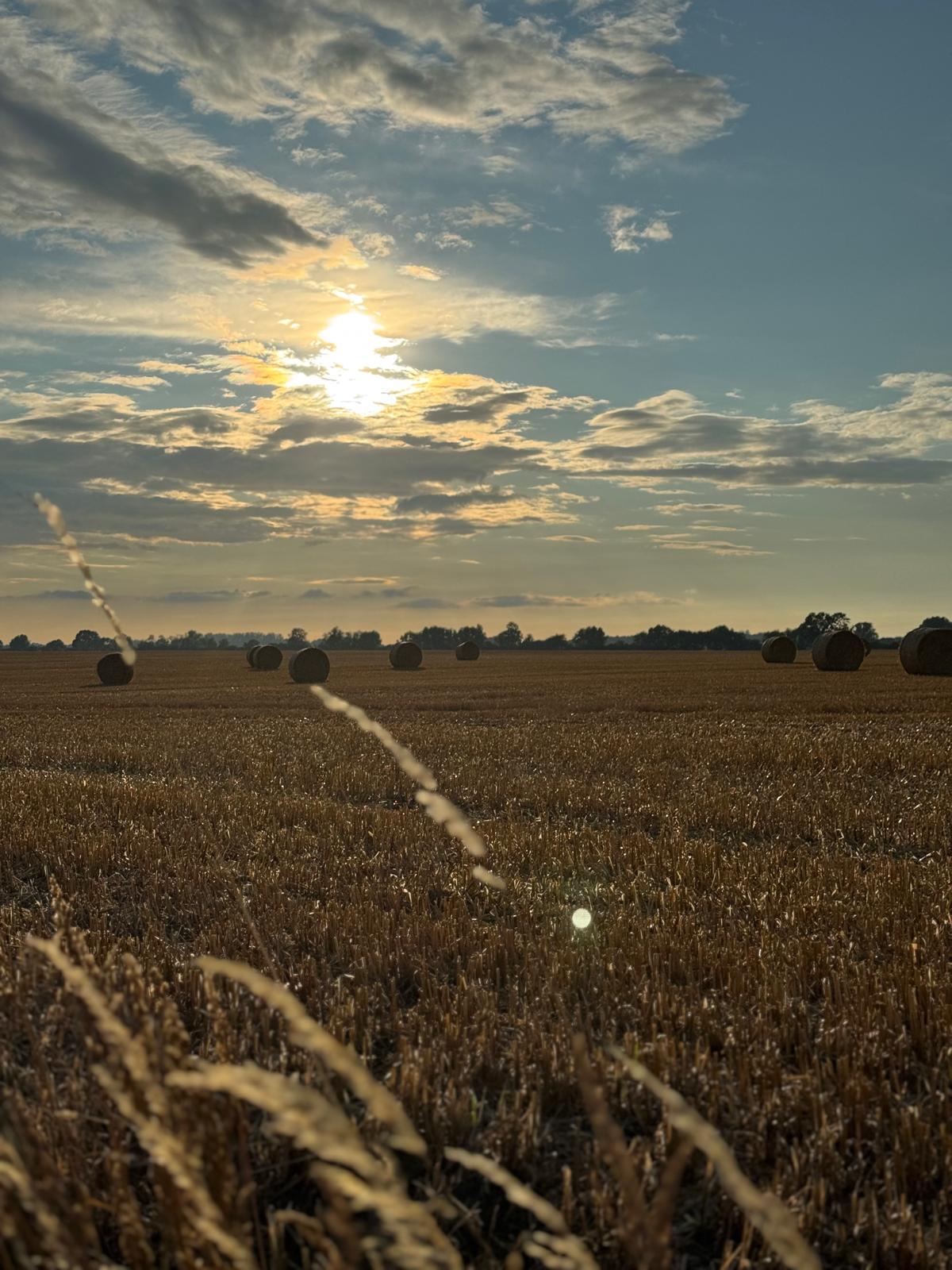 Summer field at sunset