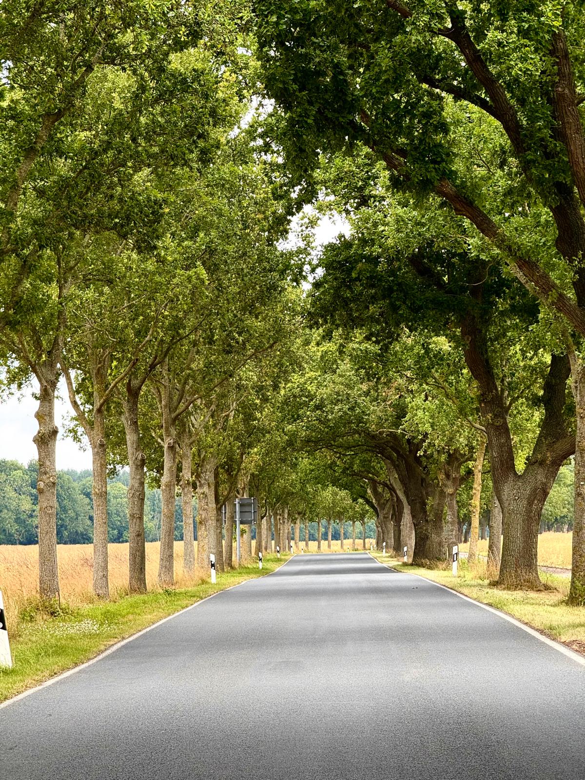 Tree-lined road in the region